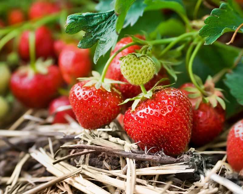 https://www.gardentech.com/-/media/project/oneweb/gardentech/images/blog/how-to-grow-your-own-tasty-strawberries/strawberries-vine.jpg