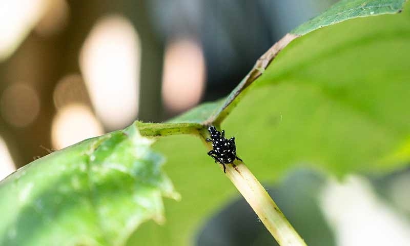 early or black stage spotted lanternfly nymph
