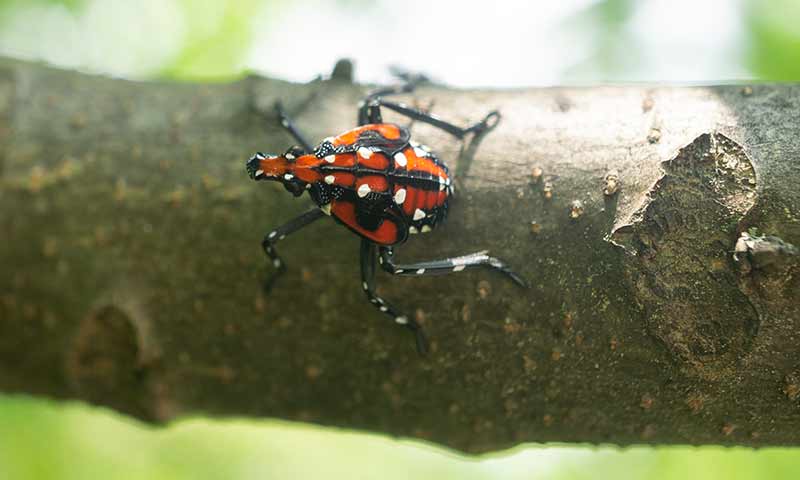 How to deals kill lanternflies