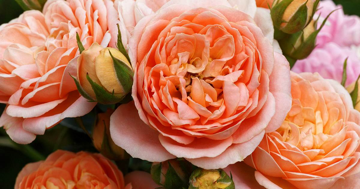 A beautiful bunch of apricot rose buds and blossoms overflowing with petals.