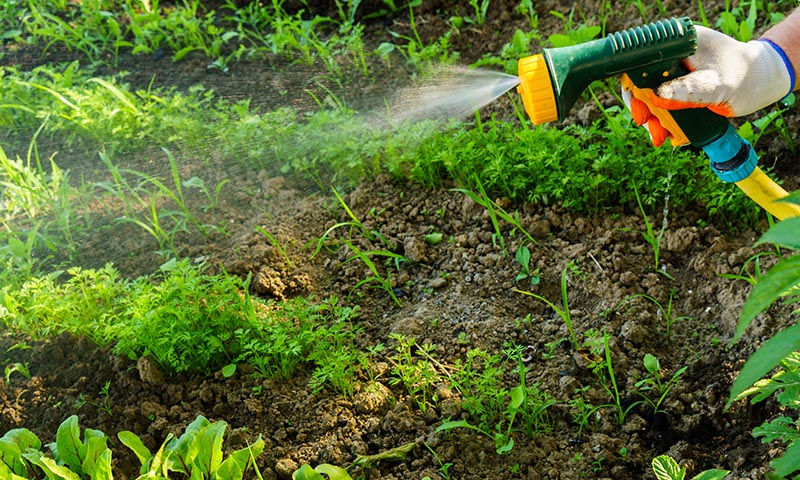 watering treated area
