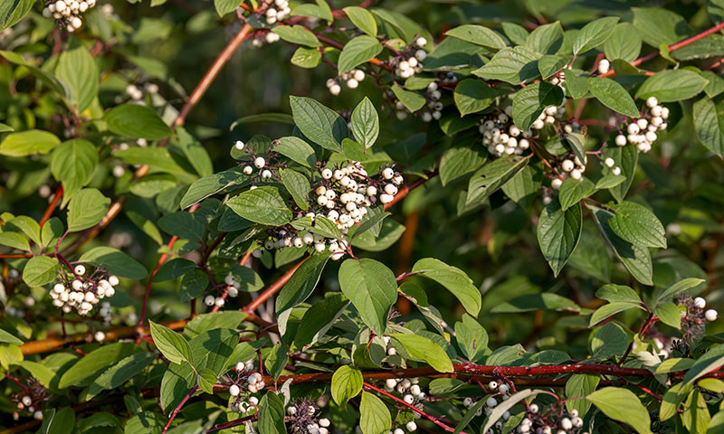 dogwood care for year round beauty