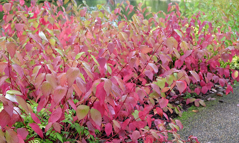 dogwood pest and disease control