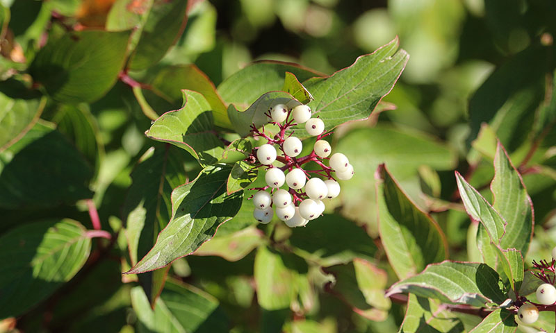 shrub dogwood pests and diseases