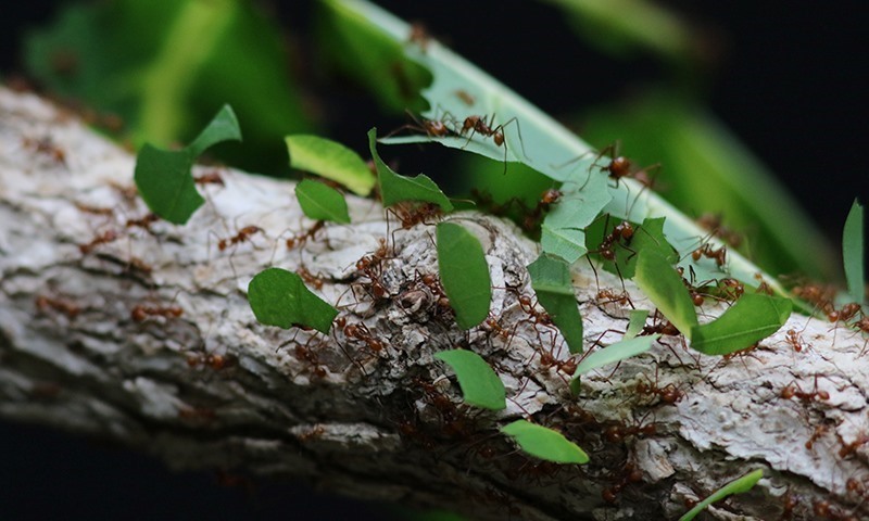 ways ants damage garden plants