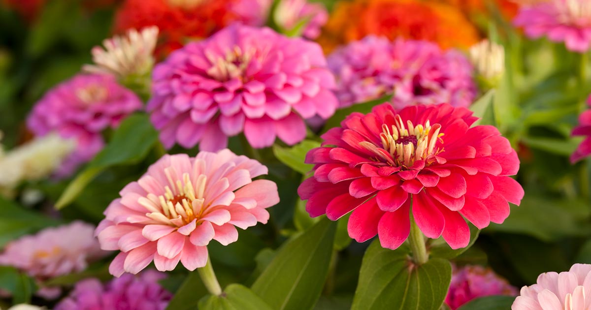 7 Ways to Enjoy Your Flower Garden - The Home Depot