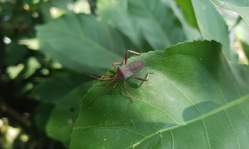 squash bug on old vine
