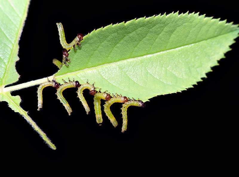 Slugged Rose Leaves from a Bristly Pest