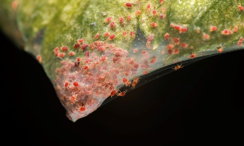controlling spider mites