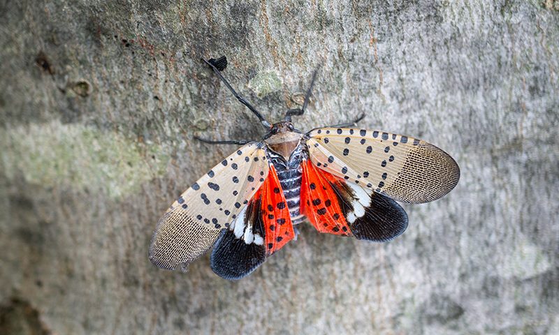 how to prevent spotted lanternfly damage