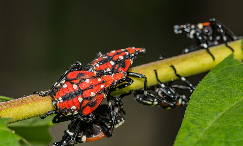 tips for identifying a spotted lanternfly