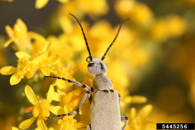 blister beetle closeup