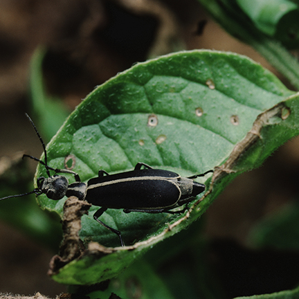 blister beetle leaf damage