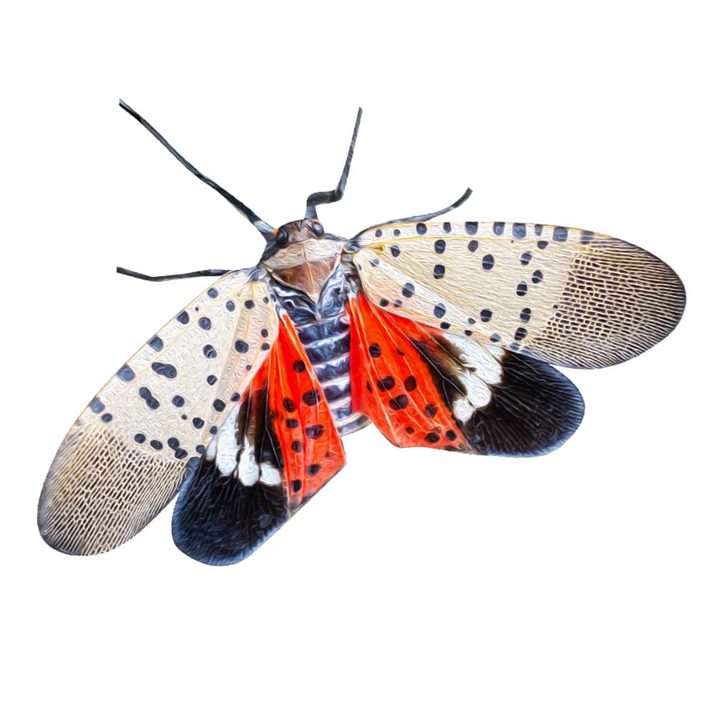 Identify and Control Spotted Lanternflies