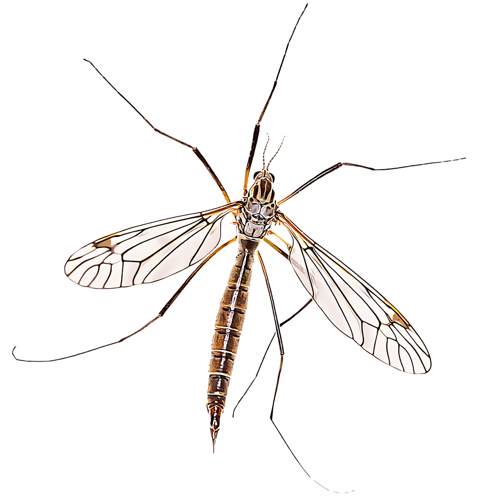 Identify And Control Crane Flies