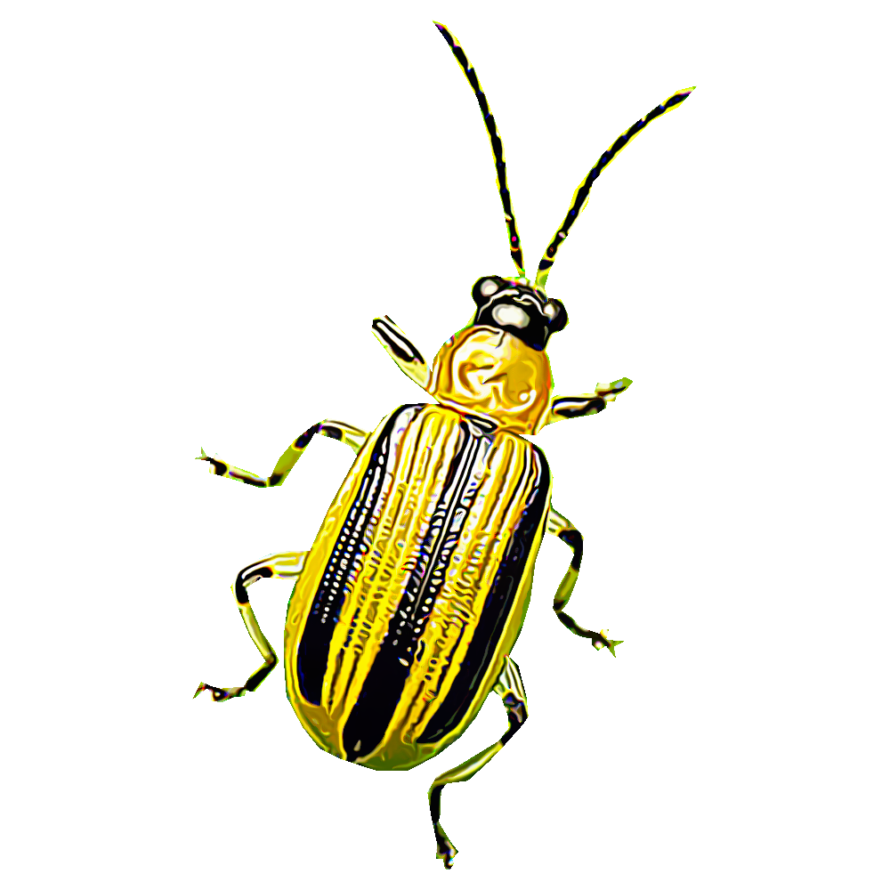 colorful spotted beetle