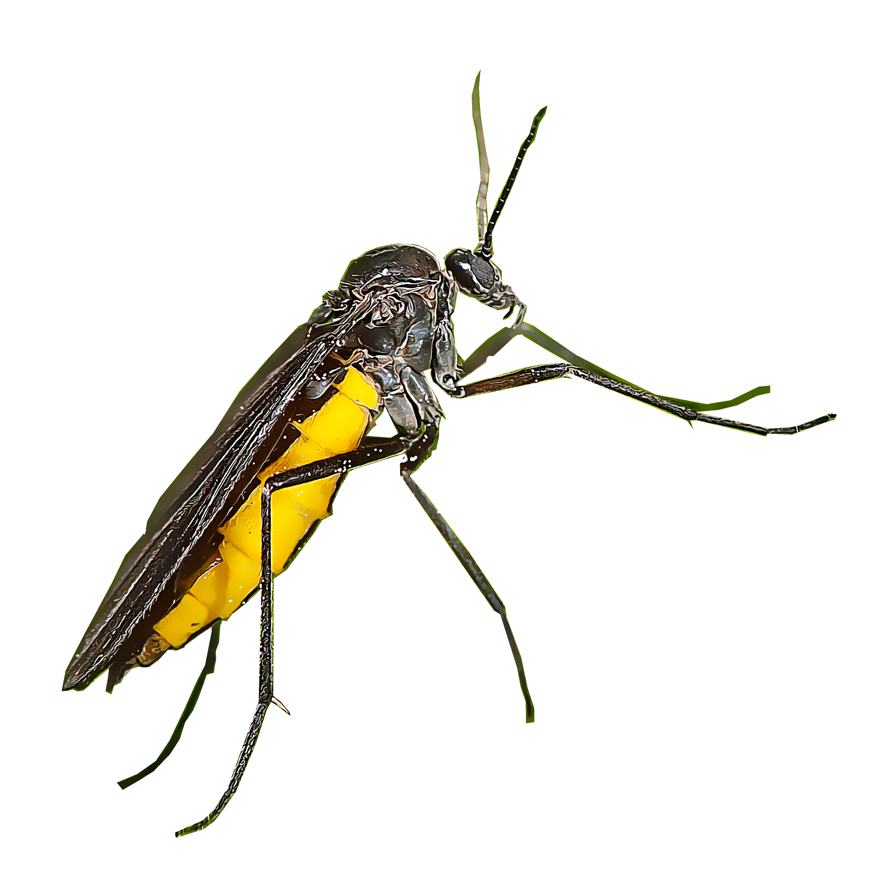 Identify and Control Fungus Gnats