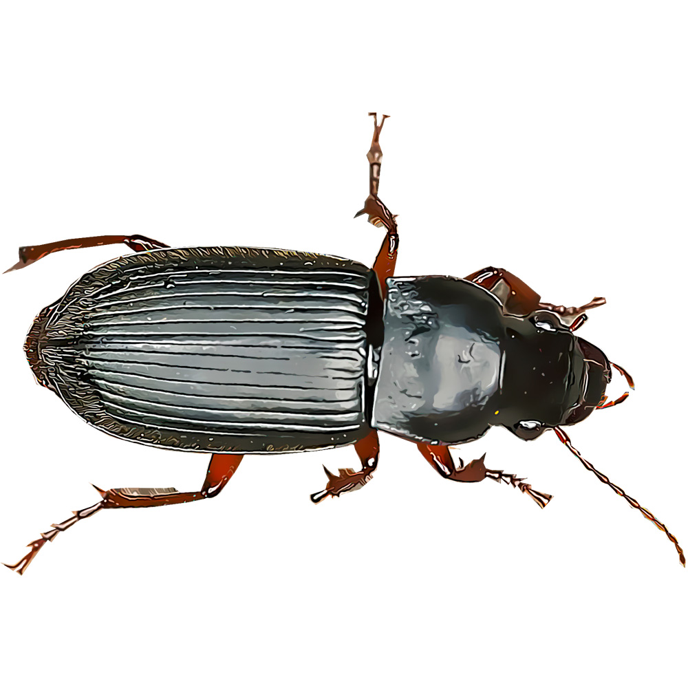 common black ground beetle