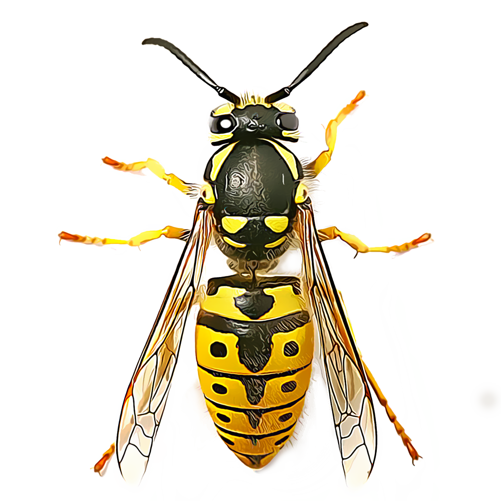 Identify and Control Wasps