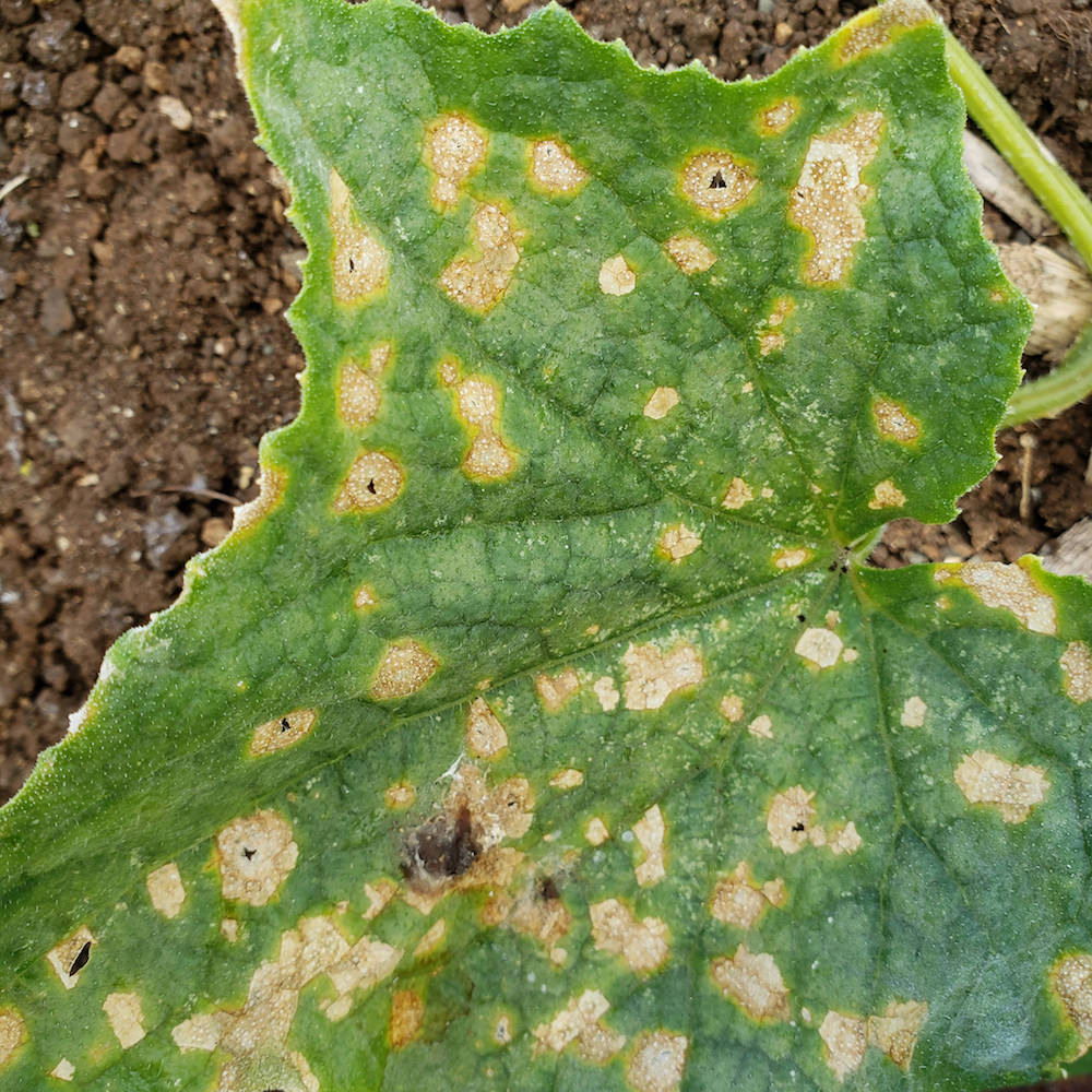 Close up of Anthracnose on a Cucumber