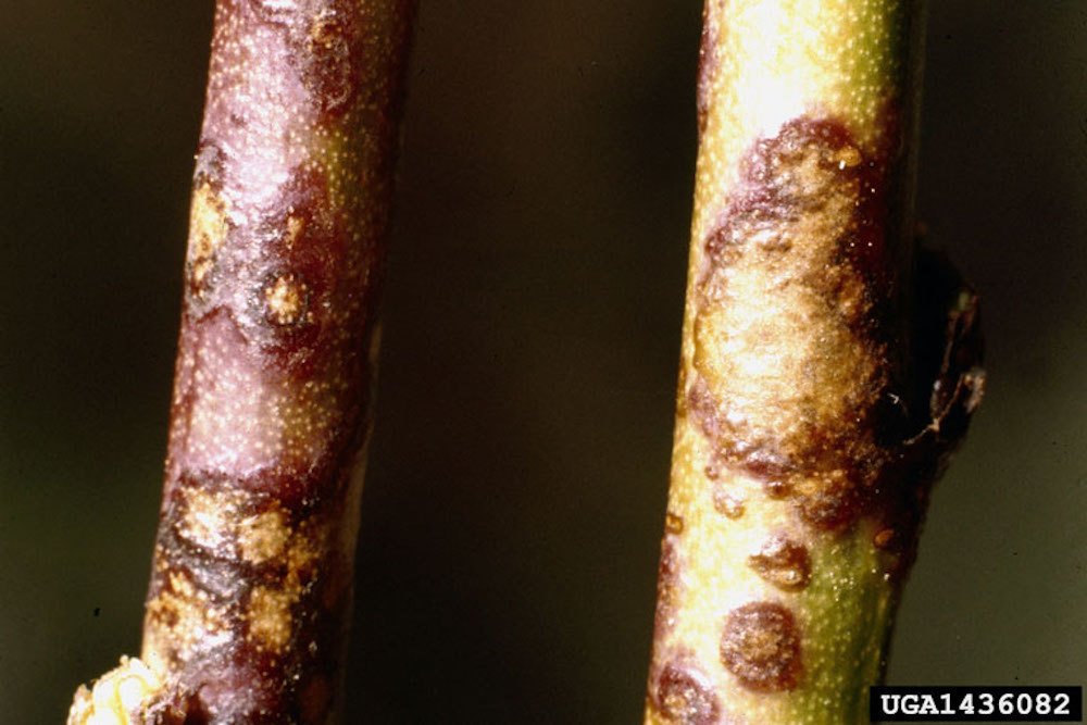 Scab fungal disease on garden plants and vegetables