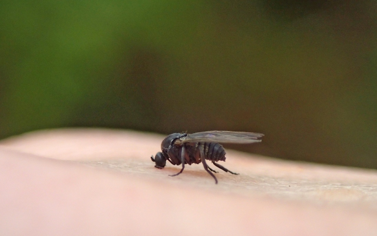 Identify and Control Black Flies