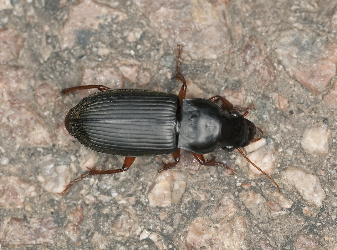 Top view of a ground beetle