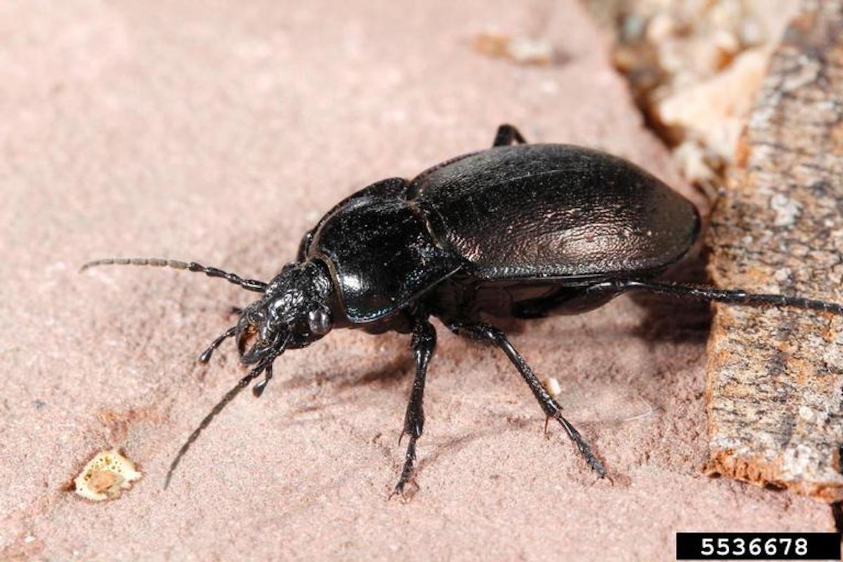 A male black ground beetle