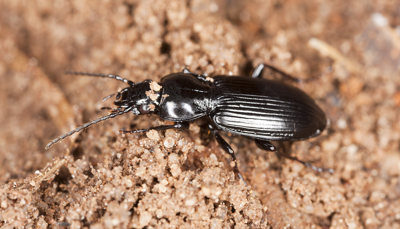 A ground beetle on wood