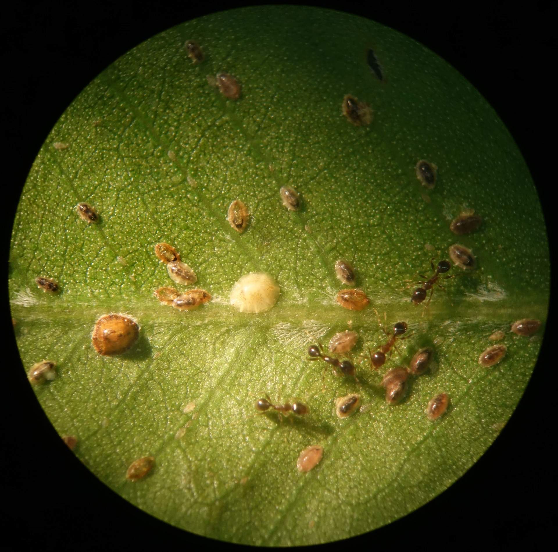 https://www.gardentech.com/-/media/project/oneweb/gardentech/images/pest-id/updated-bug-post/scale-insect/ants-and-scale-insects.jpg