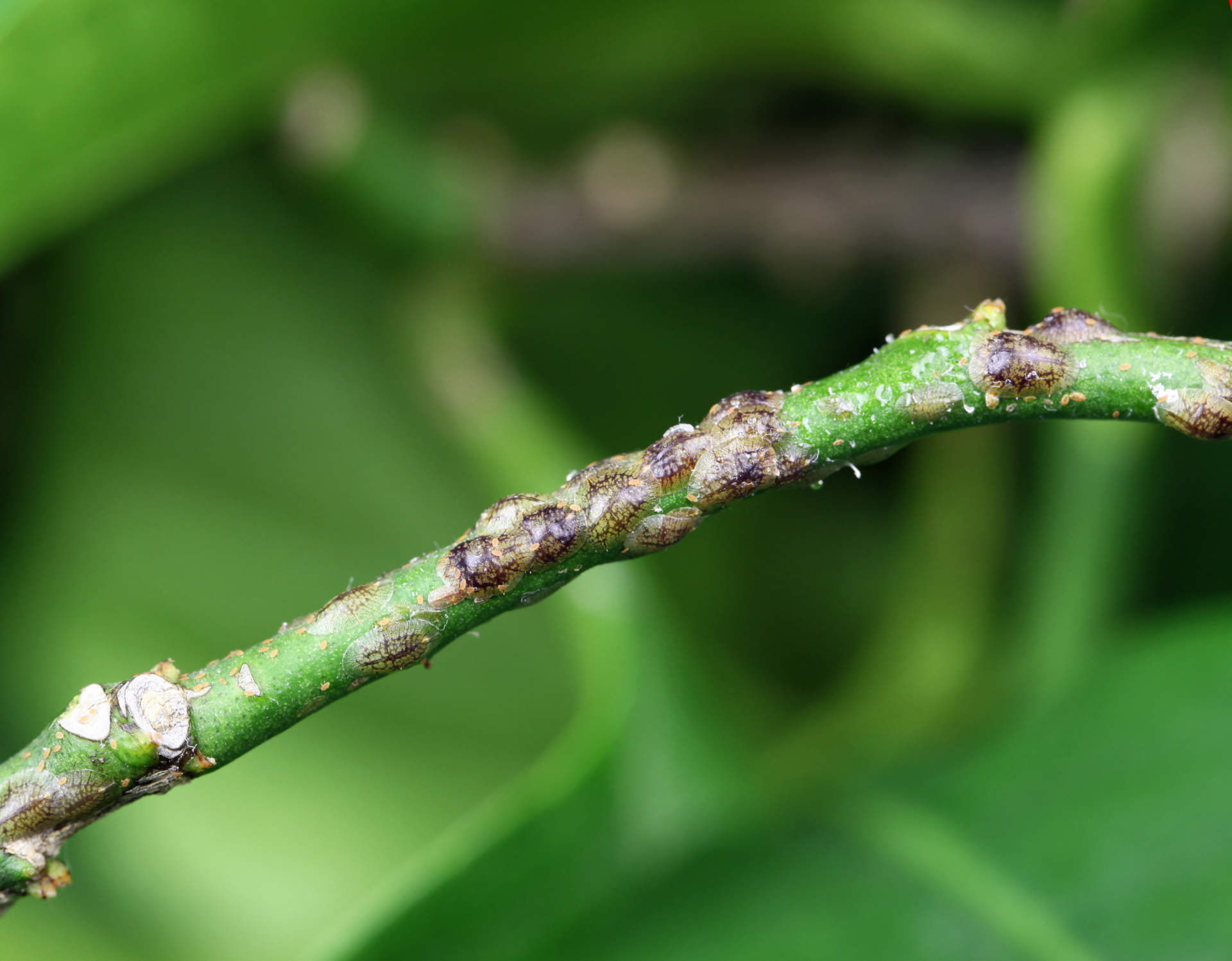 https://www.gardentech.com/-/media/project/oneweb/gardentech/images/pest-id/updated-bug-post/scale-insect/citrus-infested-by-pests.jpg