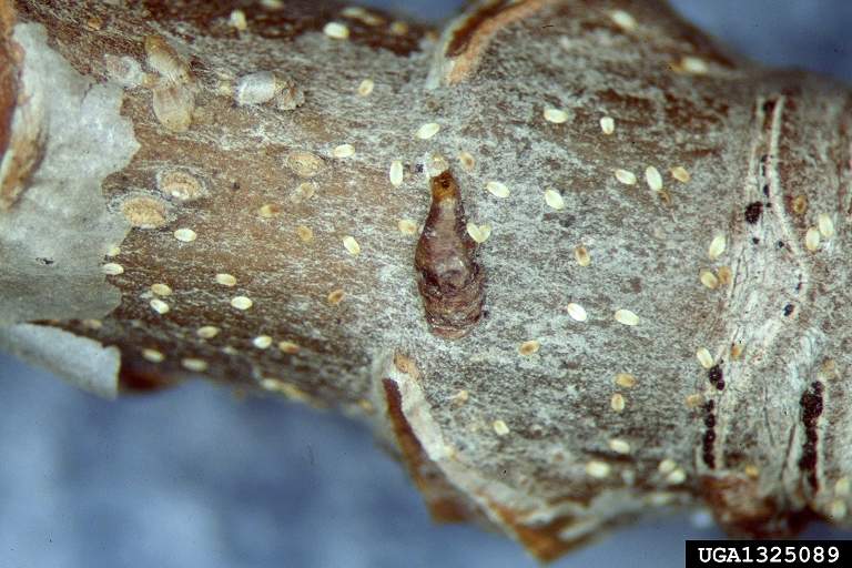 oystershell scale insect on a branch