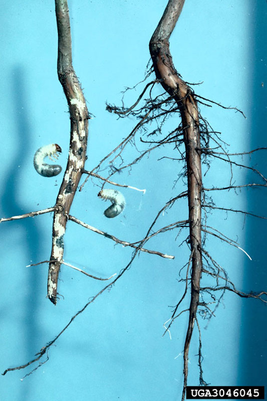 white grubs damaging roots.