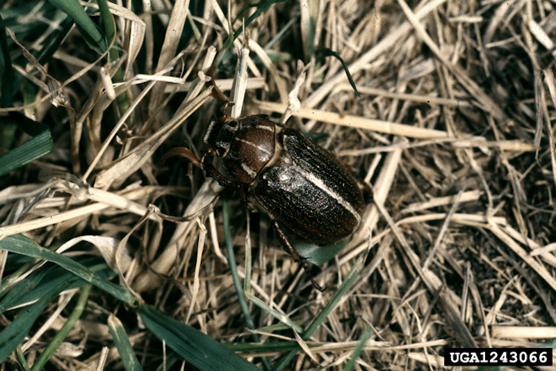 Adult line-June beetle.