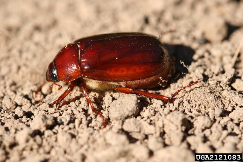 Adult May-June beetle.