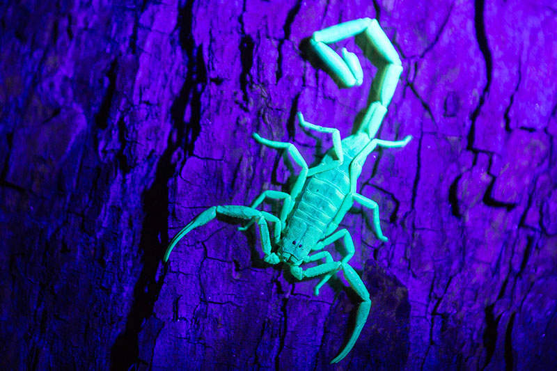 glowing scorpion under uv light