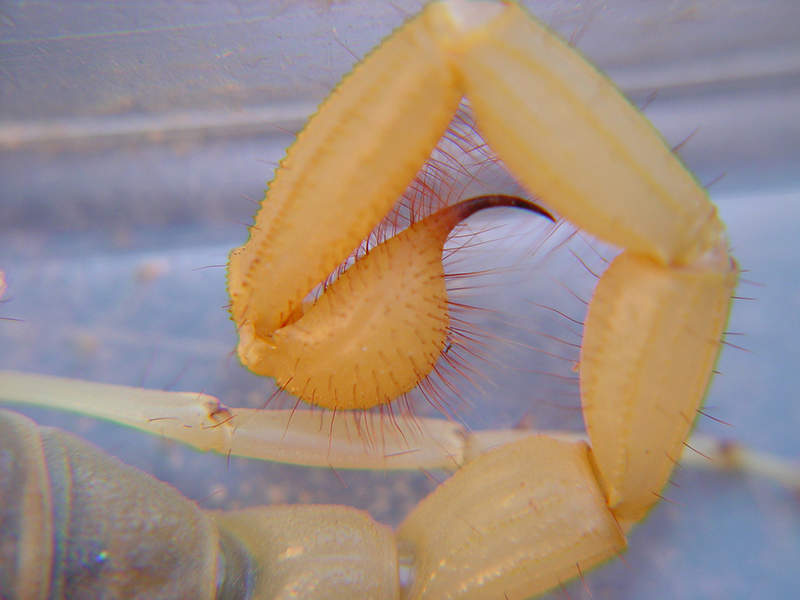 scorpion stinger closeup
