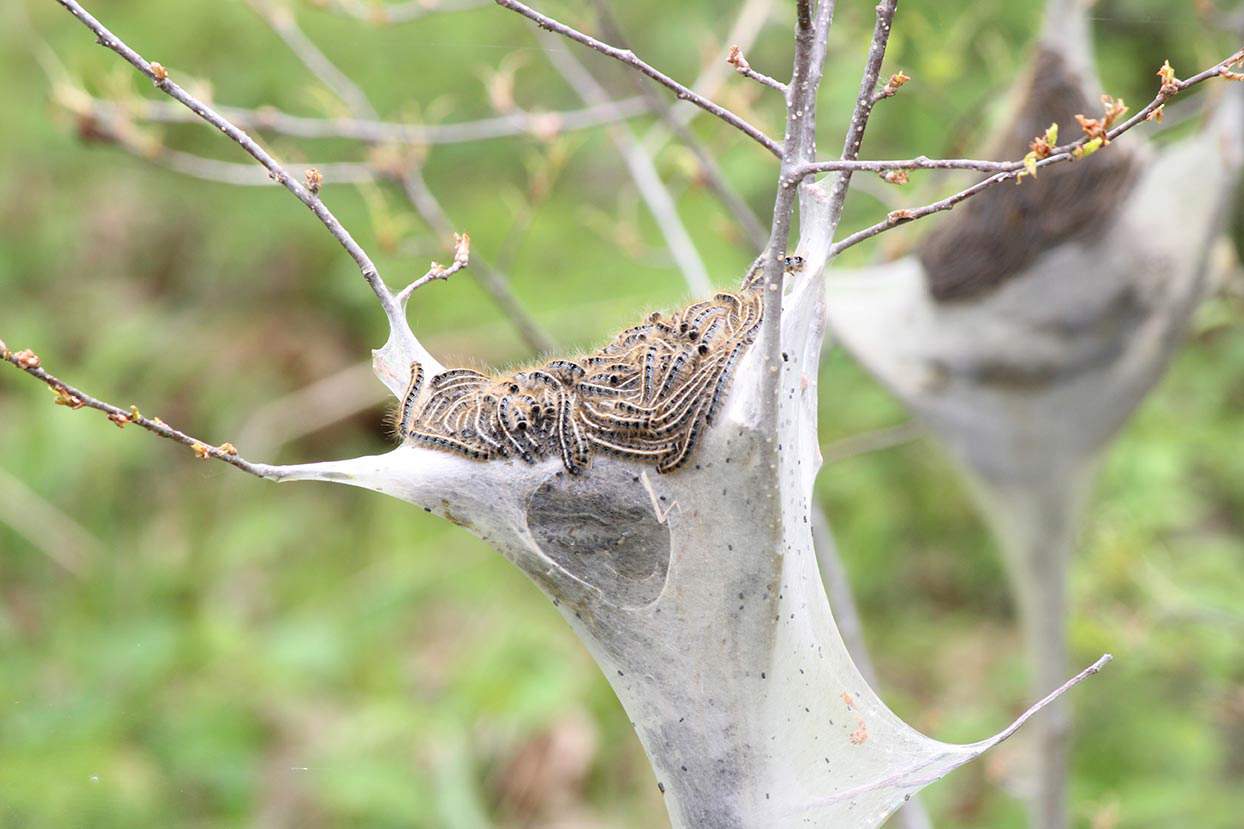 Eastern Tent Caterpillar on a tree