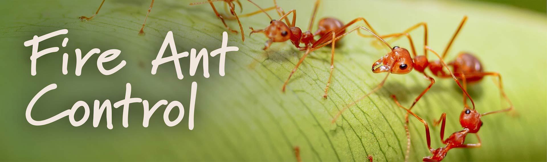 FireAntControl_Header_1920x570