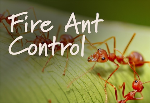 FireAntControl_Header_480x330
