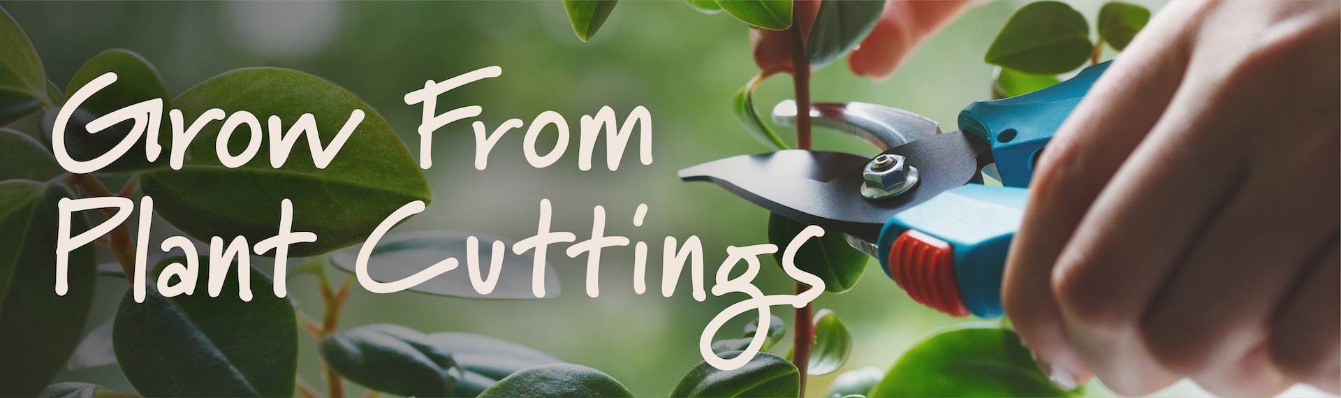 GrowFromPlantCuttings_Header_1920x570