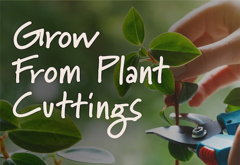 GrowFromPlantCuttings_Header_480x330