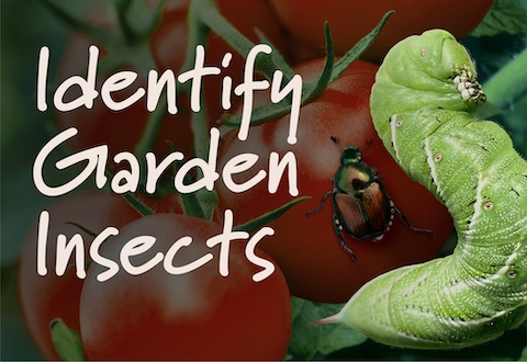 IdentifyGardenInsects_Header_480x330