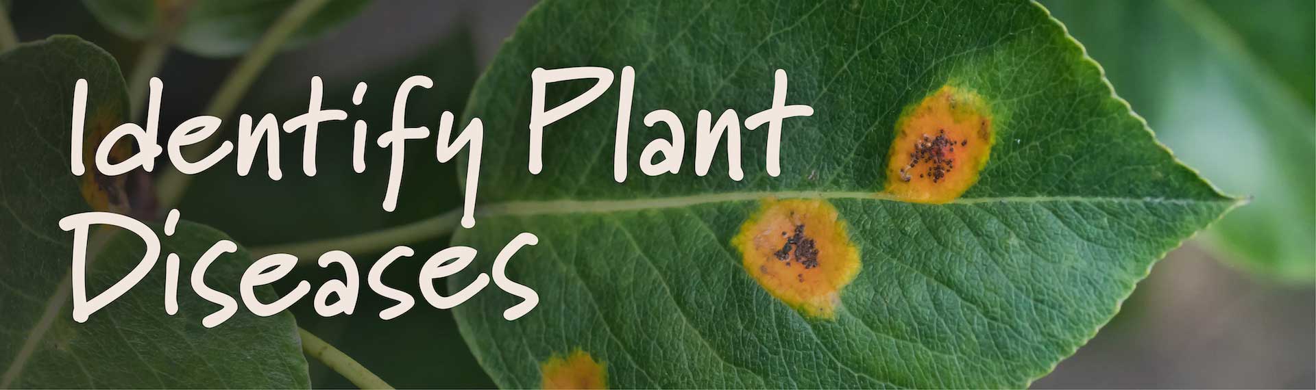 IdentifyPlantDiseases_Header_1920x570