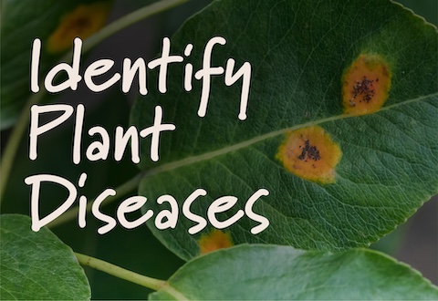 IdentifyPlantDiseases_Header_480x330