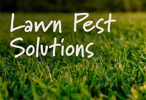 LawnPestSolutions_Header_480x330