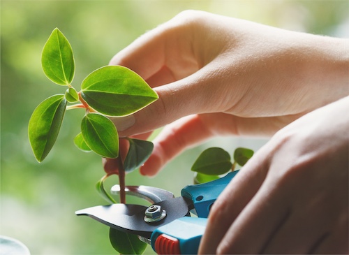 GrowFromPlantCuttings_Button_500x365