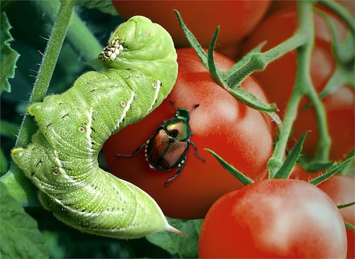 IdentifyGardenInsects_Button_500x365