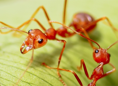 FireAntControl_Button_500x365