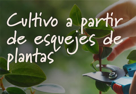 Grow from Plant Cuttings